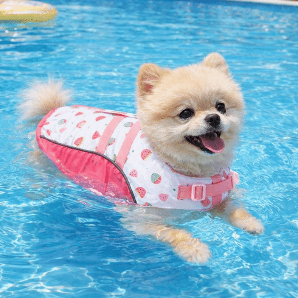 Adjustable Dog Life Jacket Hig - đánh giá và giá Life Jacket Buoyancy